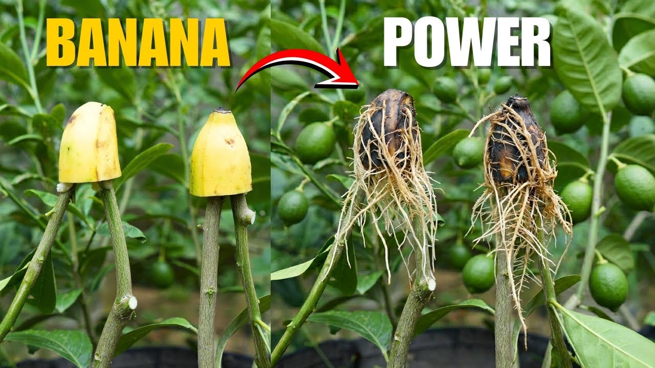 🍋Grow Lemon Trees FASTER Than You Ever Thought Possible