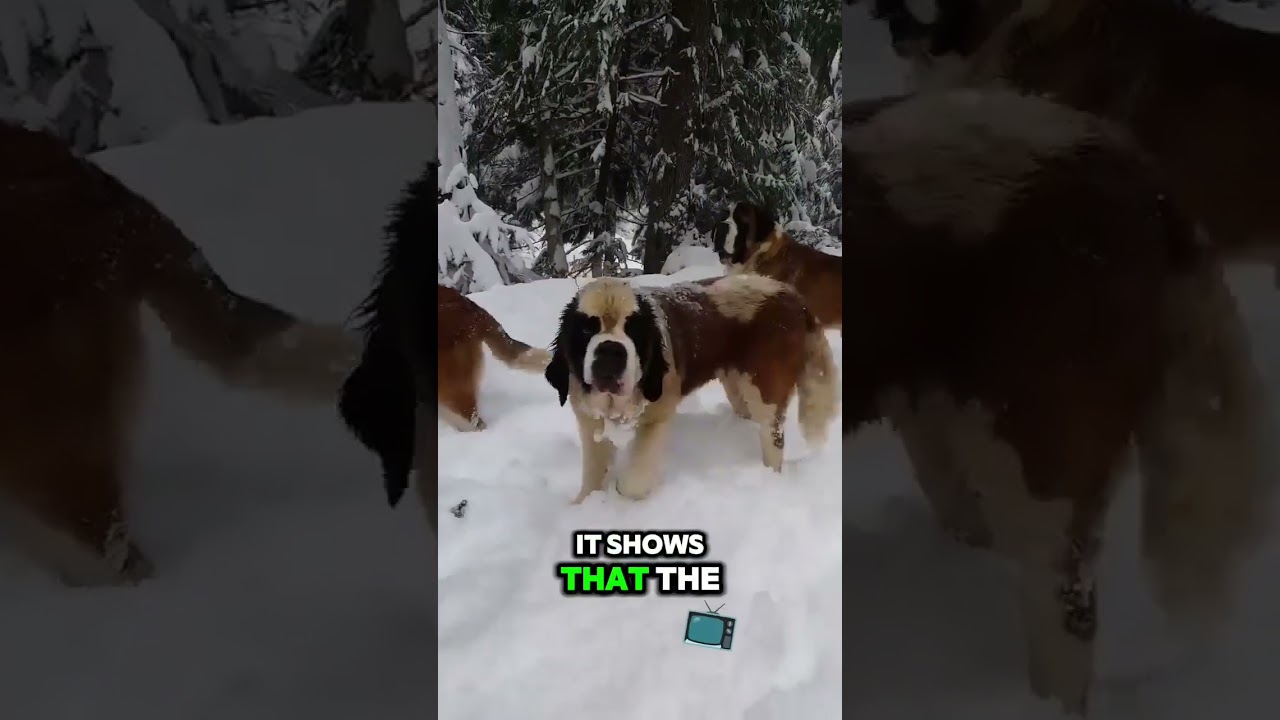 Why dogs twitch while they sleep? 