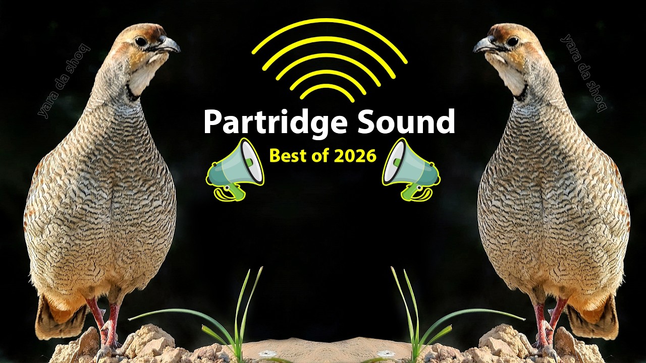 Partridge Voices Grery Francolin Sound | Female Partridge Sound | Teetar Voice