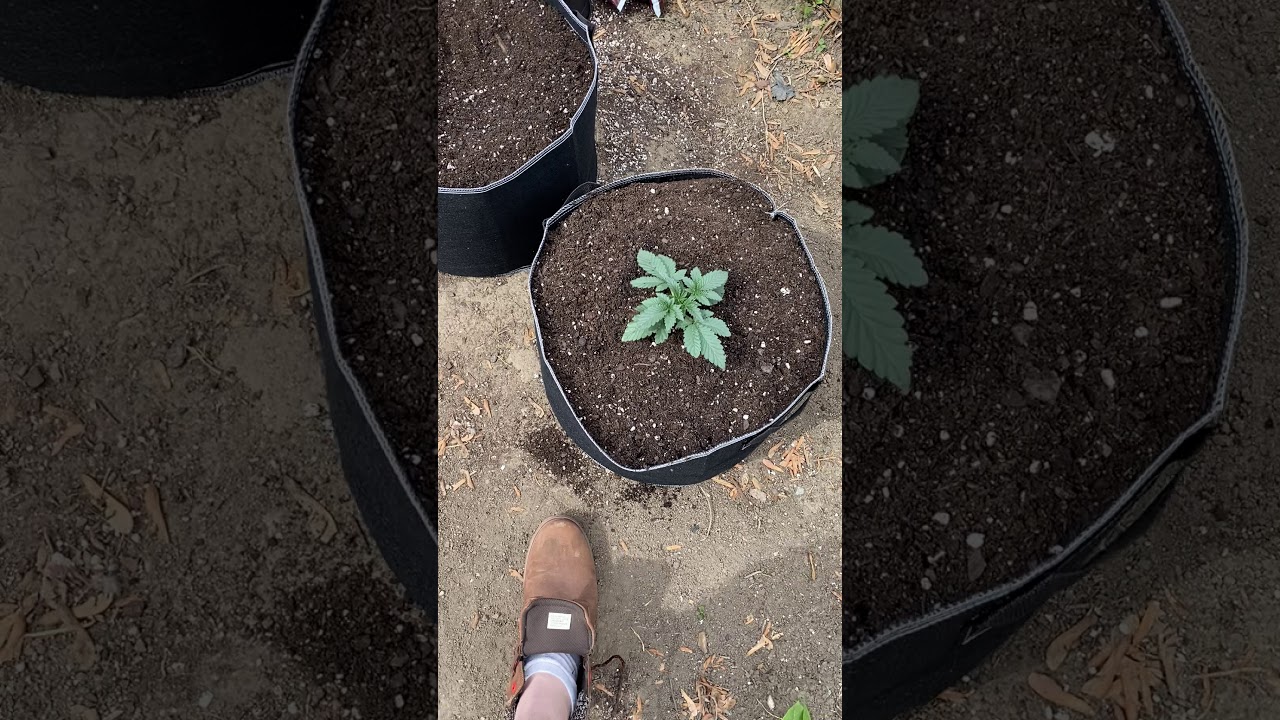 Growers guide &lsquo;transplanting&rsquo; cannabis