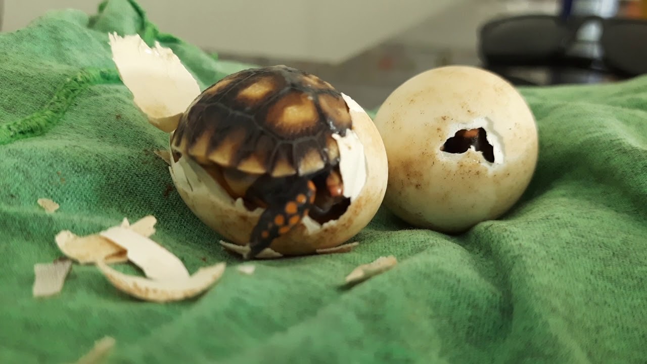 Nascimento de filhote de Jabuti-piranga ( Chelonoidis carbonaria )