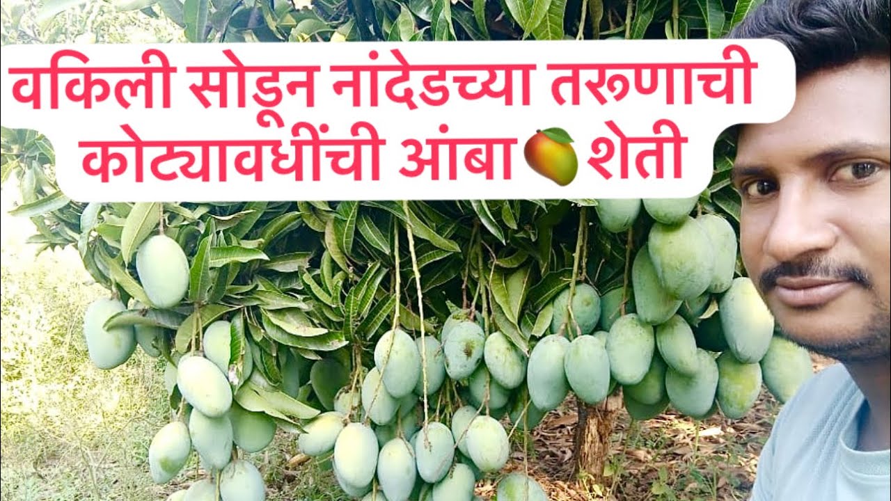 SCTवैदीक भाडोत्री आंबाशेतीवर बनले 30ए.चे मालक॥3लाखांची उलाढाल आज कोटींच्या पुढे॥ओसाड रानावर आंबा🥭वन॥