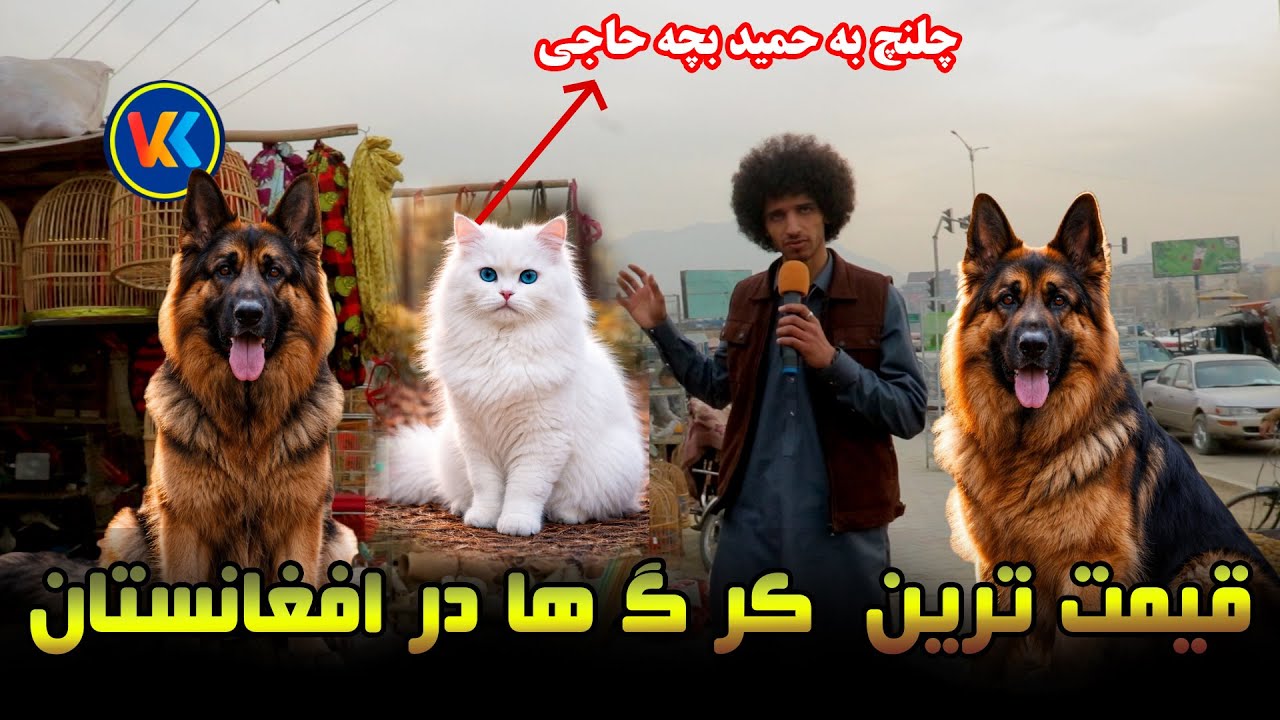 گزارش حسیب صدیقی از تهیه مسکن ، قمیت ترین گرگ