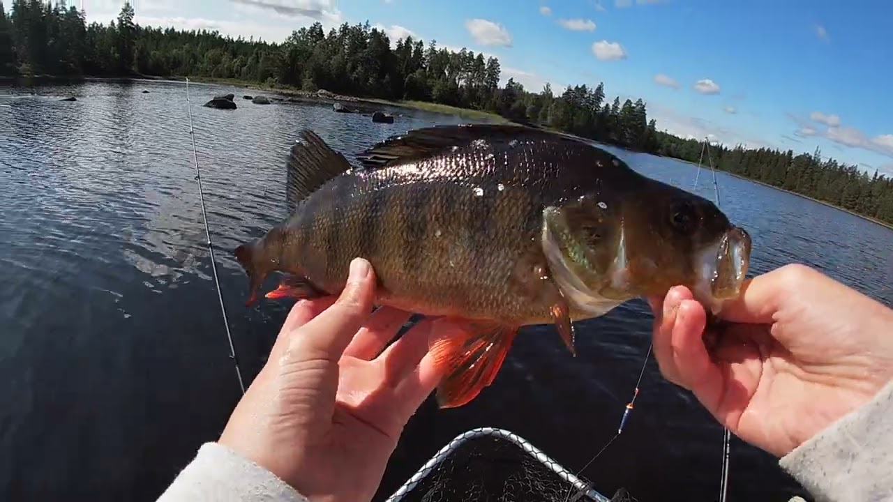 Sjukt Abborremete- Liten skogsjö med stora Abborrar.