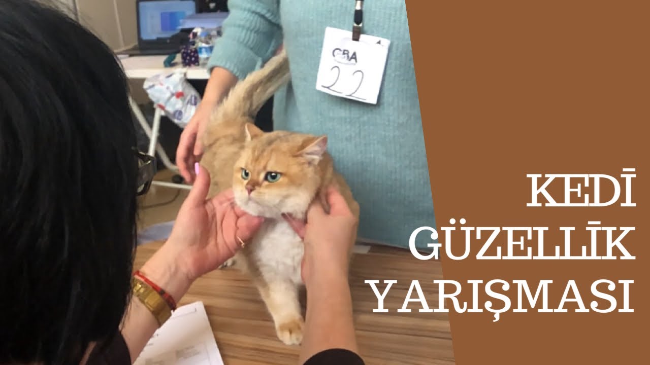 Kedi güzellik yarışması, farklı cinslerin en güzelleri! (Gerekli yerlerde Türkçe altyazı var)