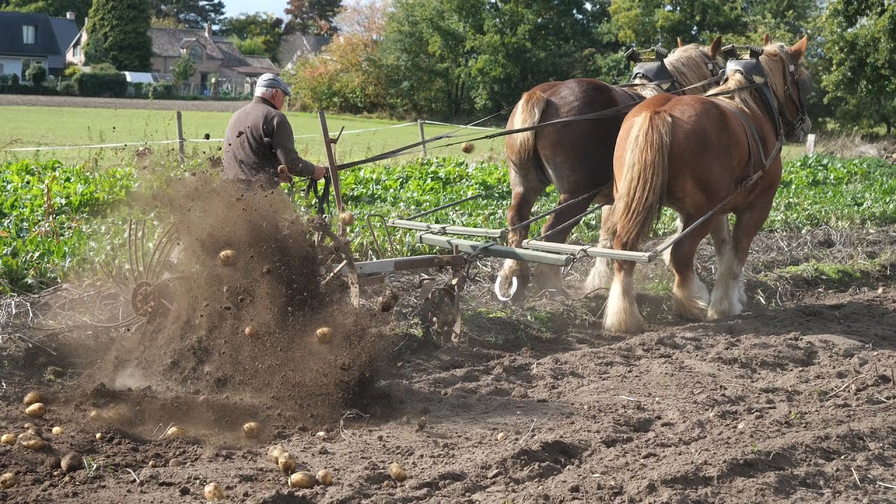 Agricultural history: harvesting potatoes