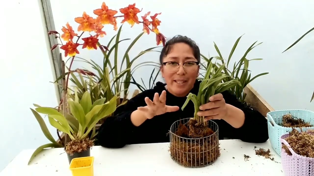 Trasplante de orquídea Drácula