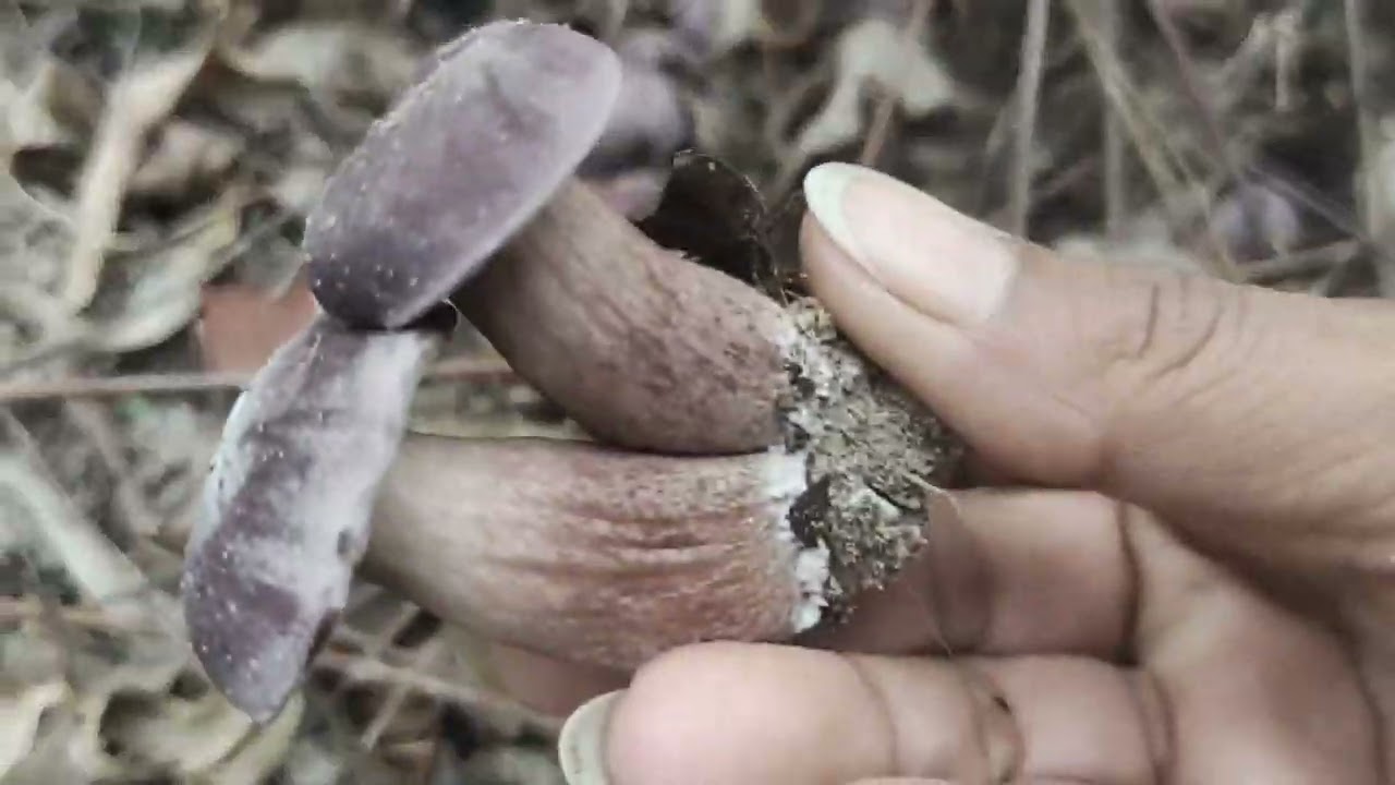 Searching mushrooms.🍄🍄😊