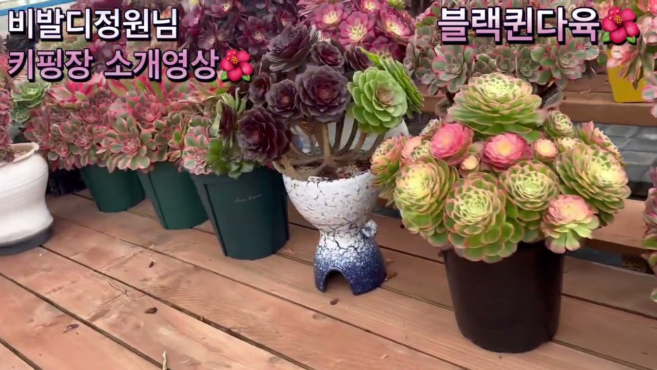 2/26)💘비발디정원님킵장공개영상💘#블랙퀸다육 #비발디정원 #다육식물 #에오니움 #다육힐링 