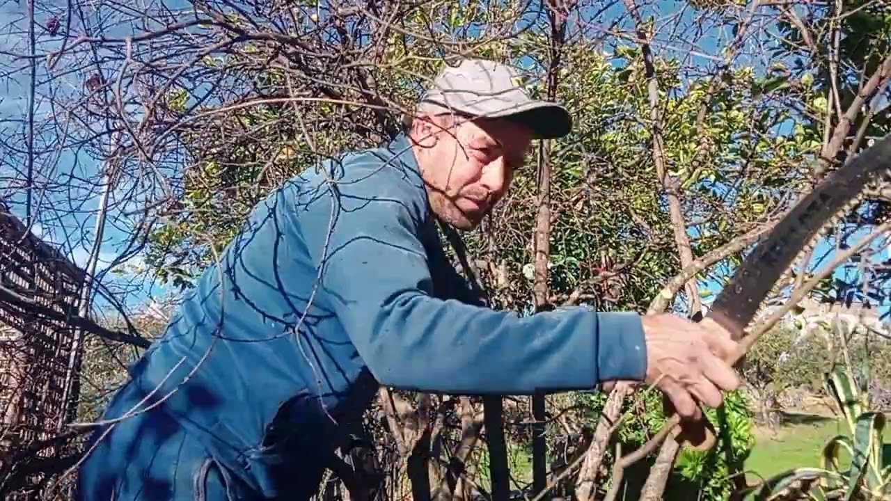 اليوم الثاني من تقليم أشجار الرمان 😍😍🇲🇦🇲🇦