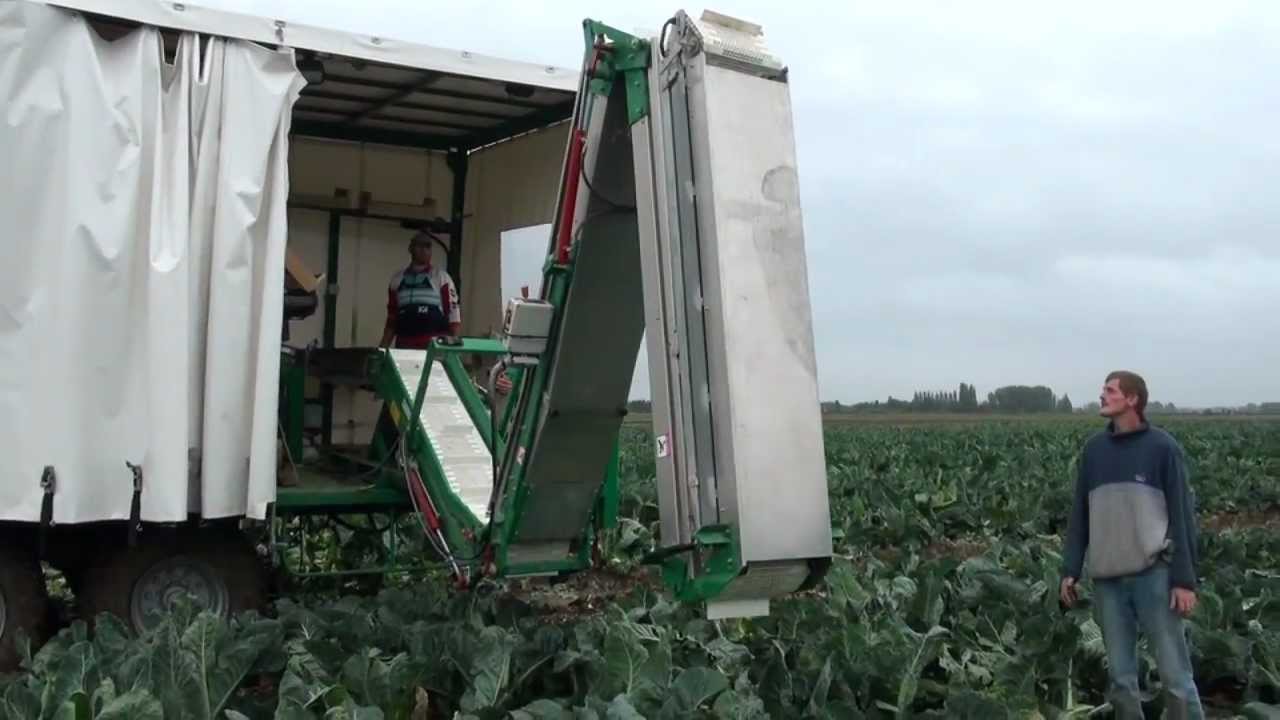 Harvesting trailer with foldable harvesting belt | Sweere