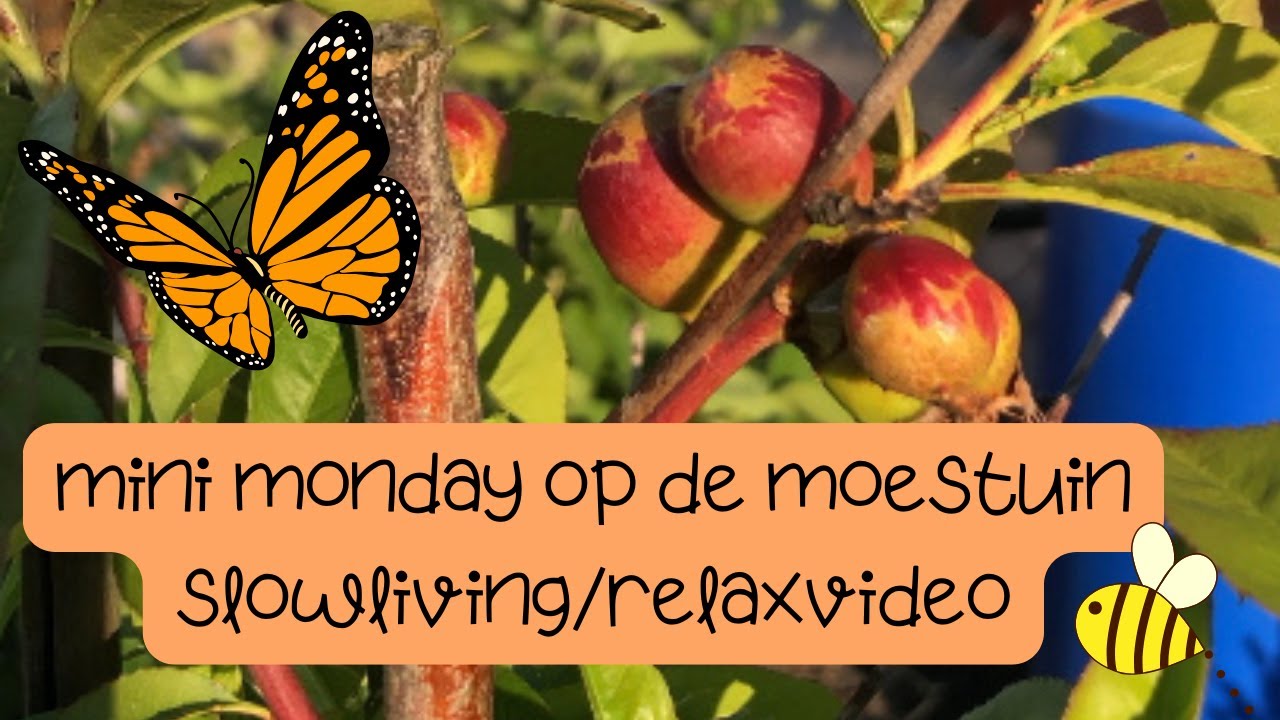 Mini Monday op de Moestuin