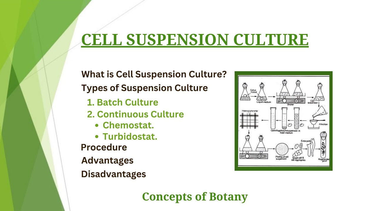 Cell Suspension Culture |Batch & Continuous Culture| Protocol, Importance| Plant Tissue Culture