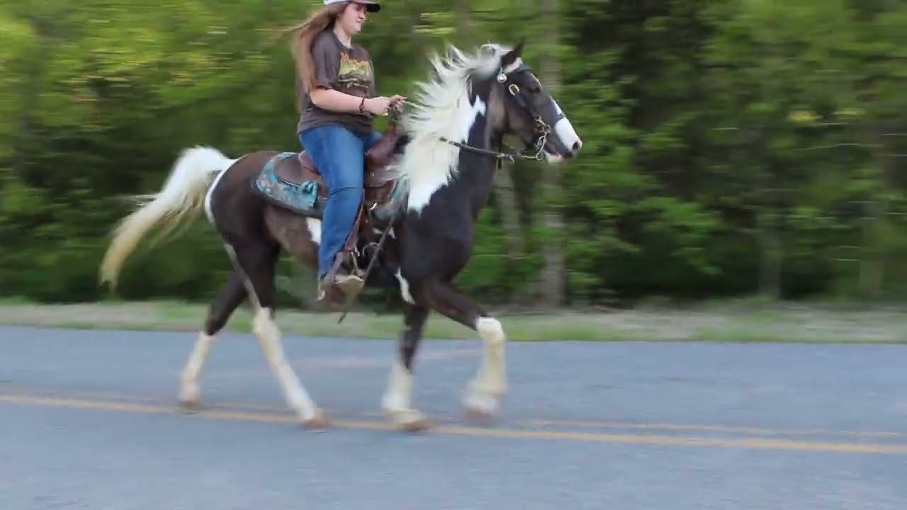 Chocolate N White Spotted Filly Super Sweet Gaited Spotted Saddle Horse