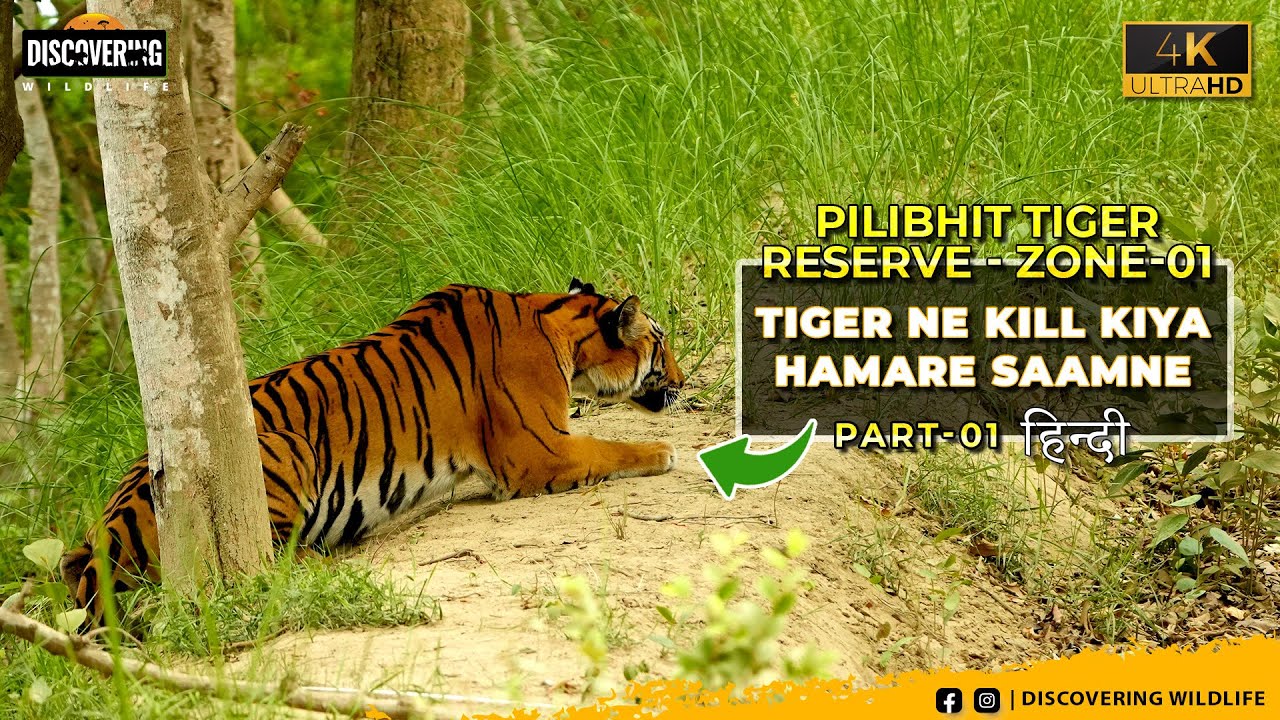TIGERESS  NE KILL KIYA HAMRE SAAMNE I RARE SIGHTING I ZONE-1 I PILIBHIT TIGER RESERVE I MAHOFF ZONE