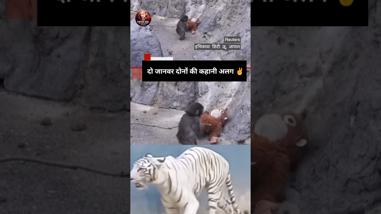 punch viral monkey videos #money #punchmonkey #punch #viral