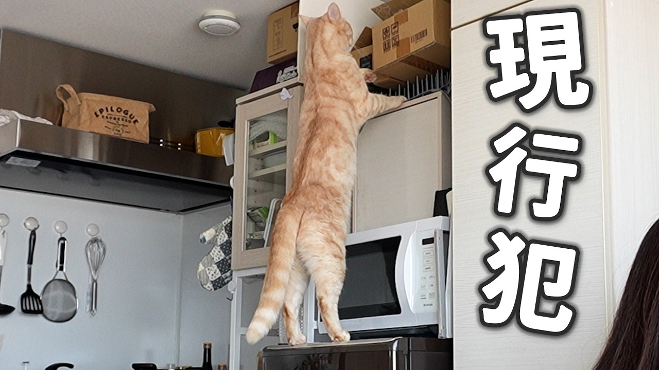 イタズラの理由 😼 │ The reason behind the mischief