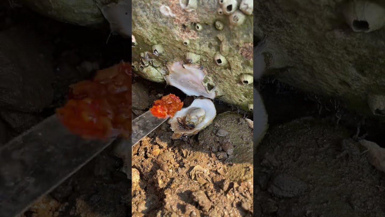 Roast and eat now to catch the sea New Farmers Project 2023 oysters