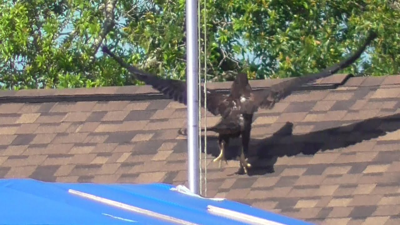 SWFL Eagles_ E22 Fledges After Owl Strike~Lands In Pine~Flies Away To Explore Roof Tops 04.01.23