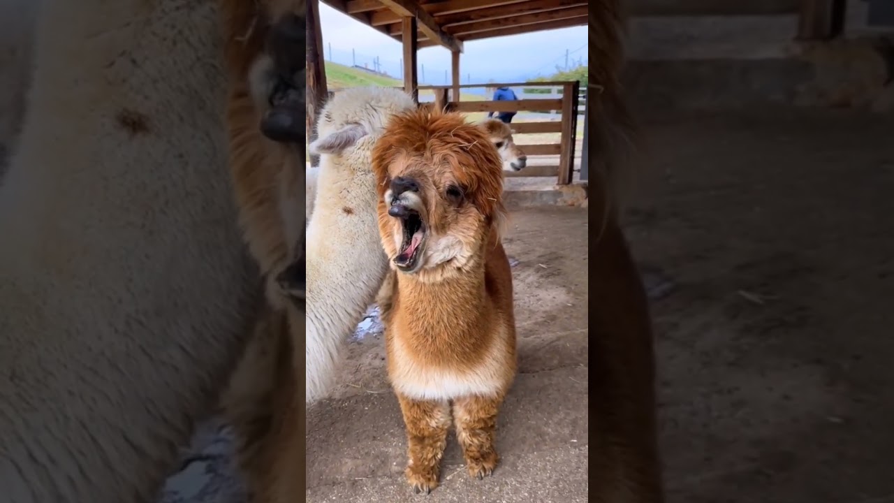 Lama yawning #lama #funny