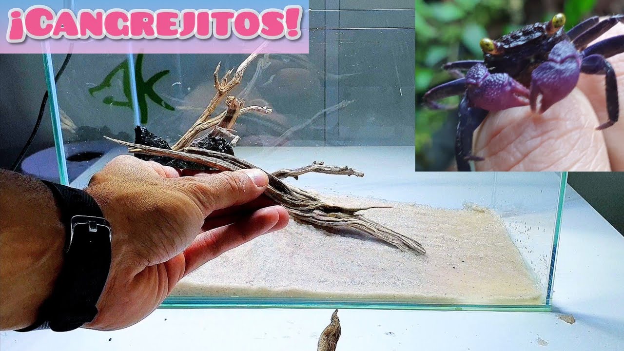 ¡¡NUEVA CASA DE NUESTROS CANGREJITOS!!