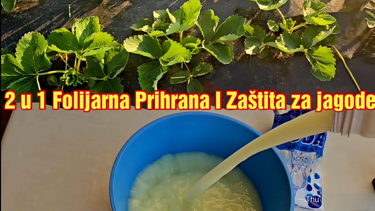 Jesenja Prihrana i Zaštita Jagoda u Jednom Rastvoru – Nauči Kako!