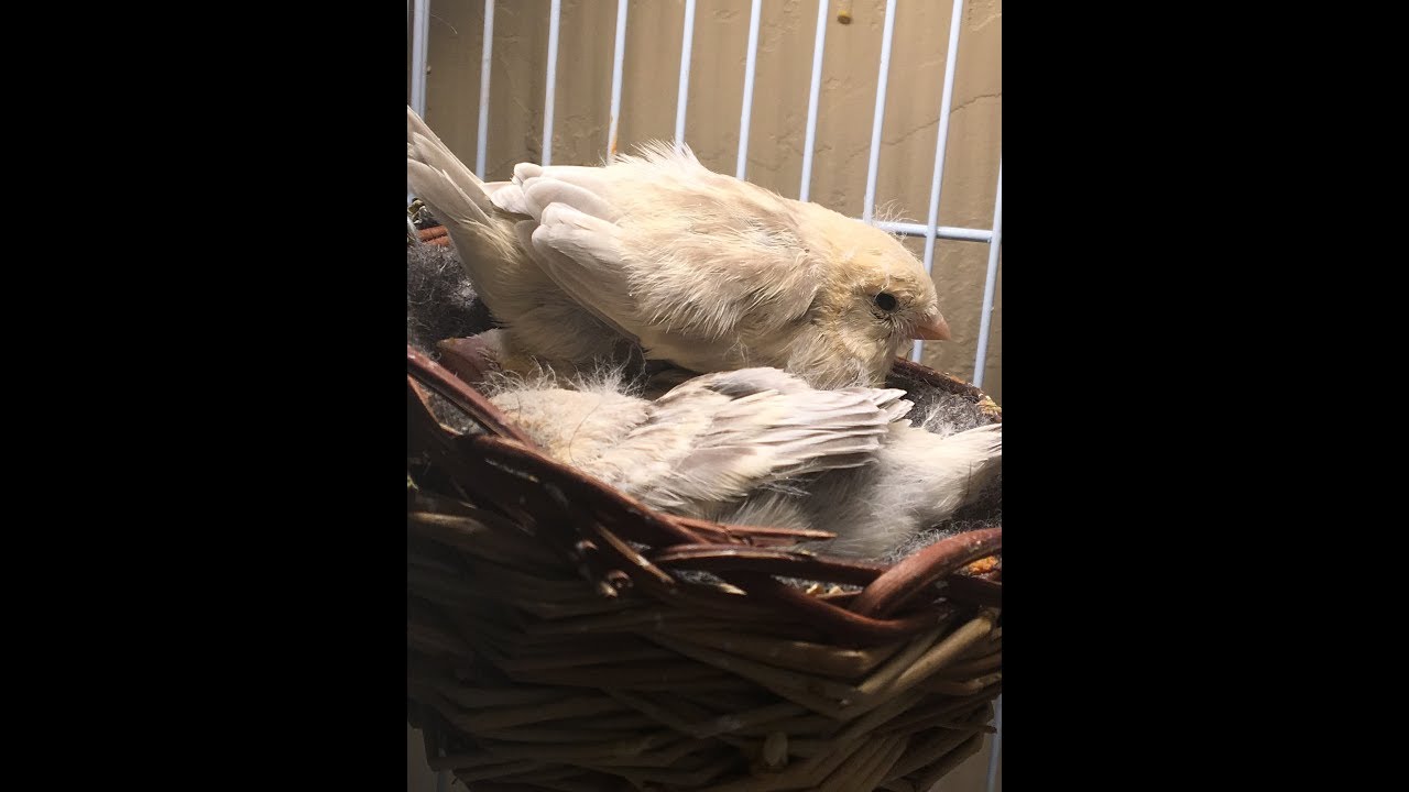 Canary Breeding when do you introduce the male for round 2