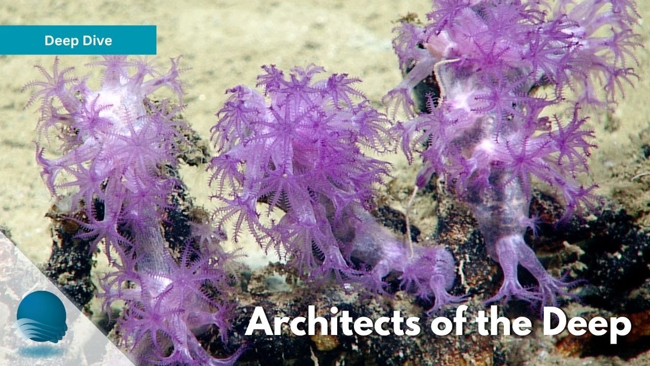 Deep Dive: Architects of the Deep