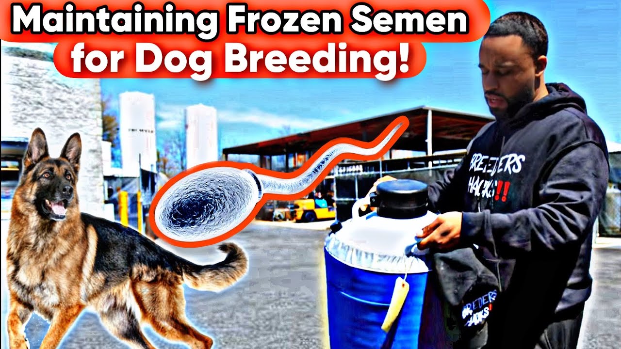 Maintaining Frozen Semen for dog breeding!