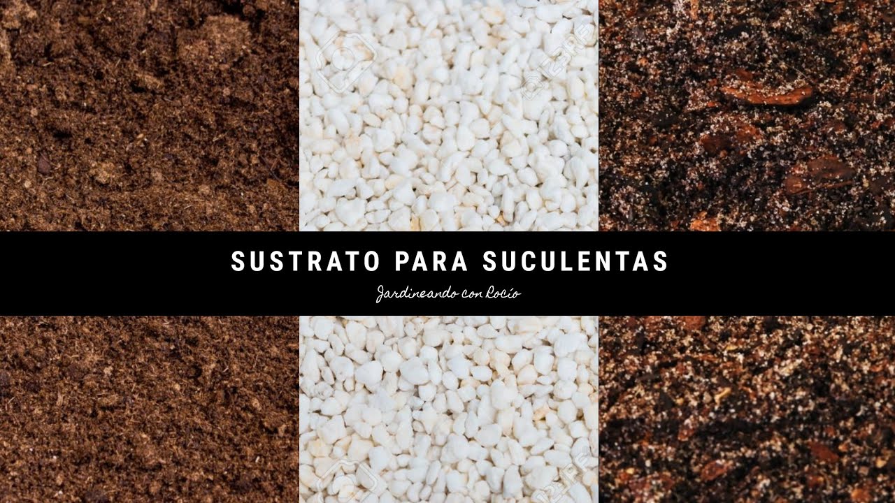 Sustrato para suculentas