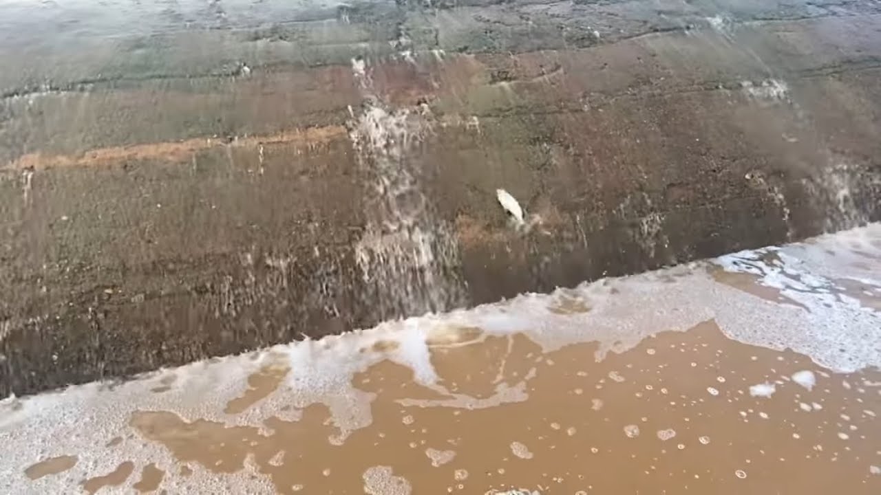 PEIXE SUBINDO NA PAREDE DA BARRAGEM .RARIDADE DE SE VER NO SERTÃO 