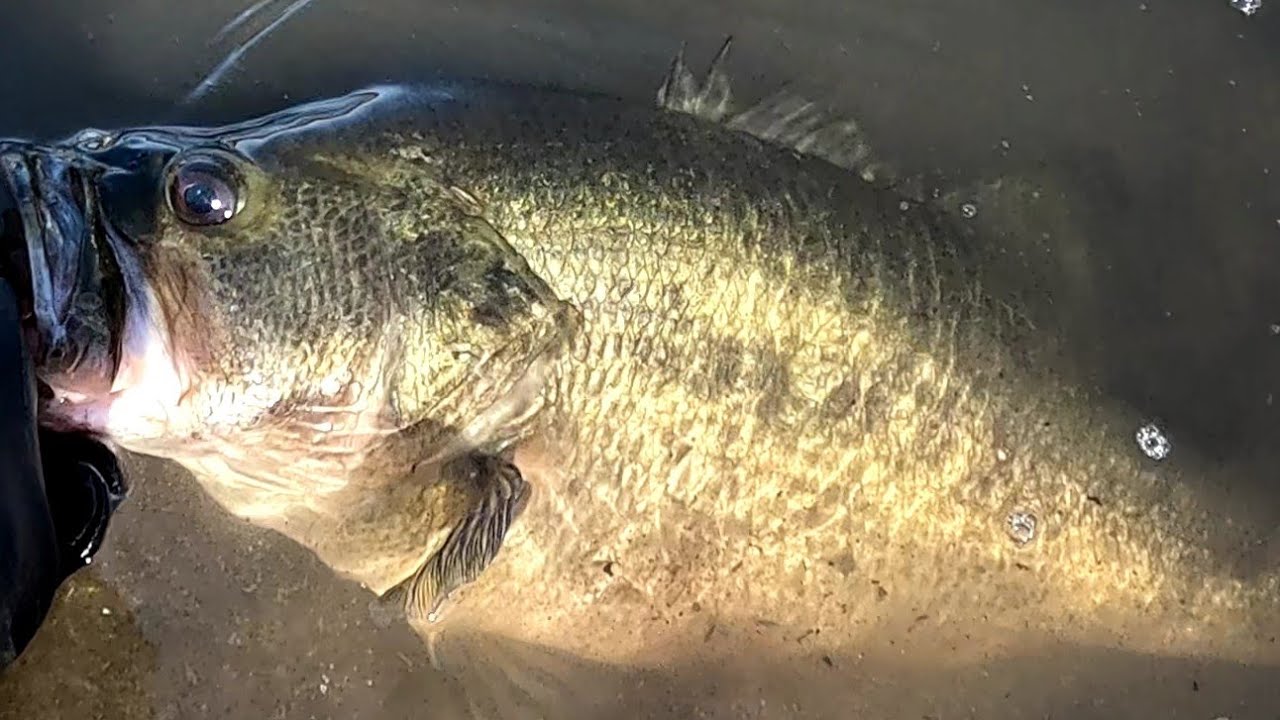 MONSTER BASS ARE HIDING IN THE DRAINS!!! Swimbait fishing with the burrito  #swimbaitjunkies #daiwa