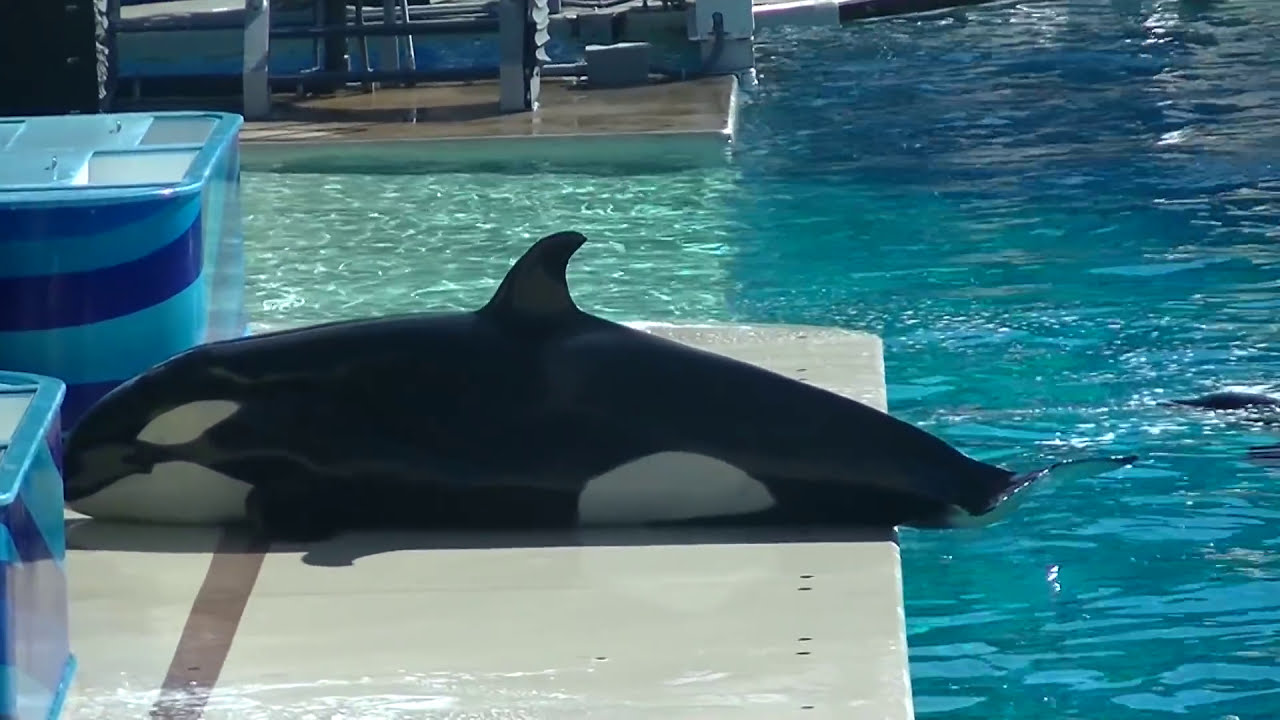 Makani keeps trainer company 2 of 3 - November 20, 2014 - SeaWorld San Diego