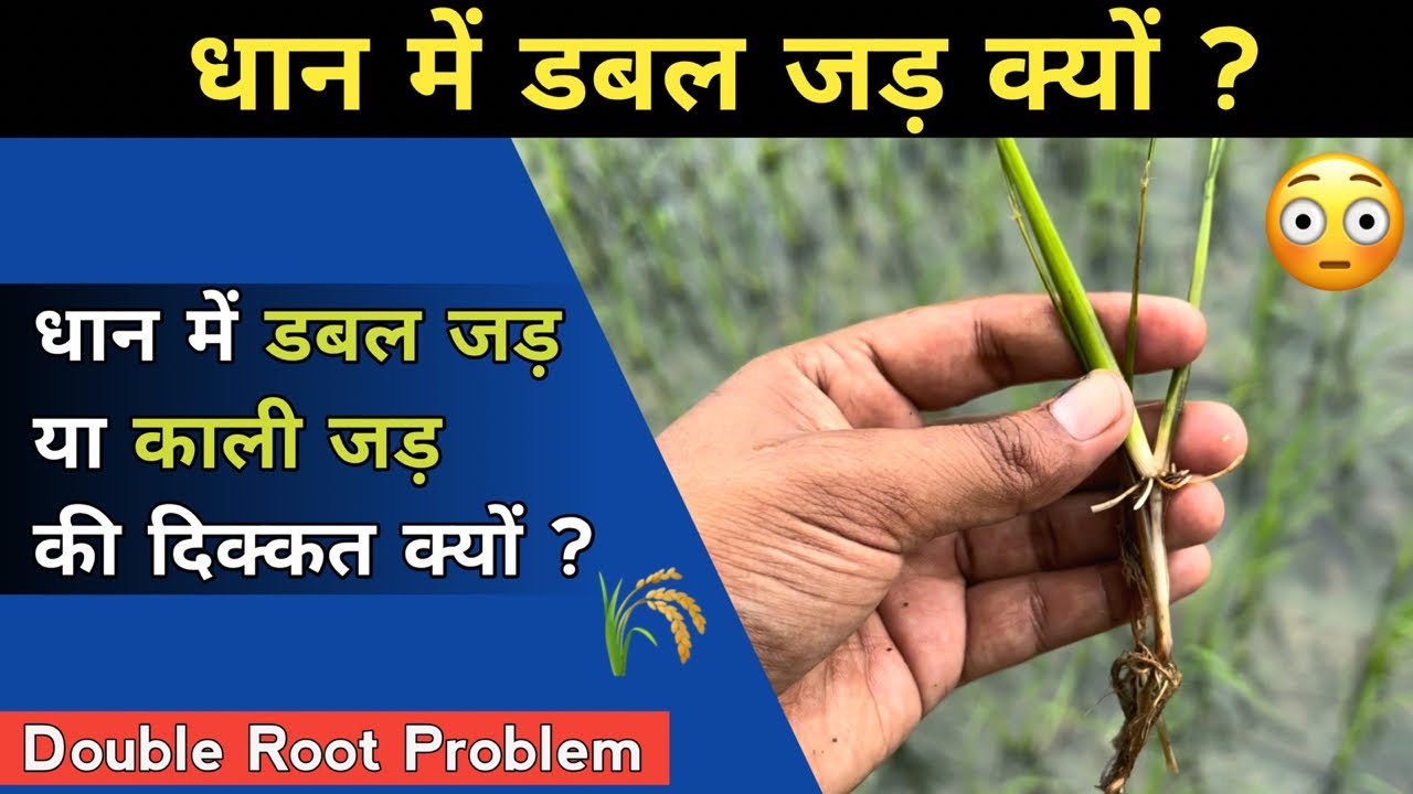 धान में डबल जड़ या काली जड़ की दिक़्क़त क्यों आती है ?