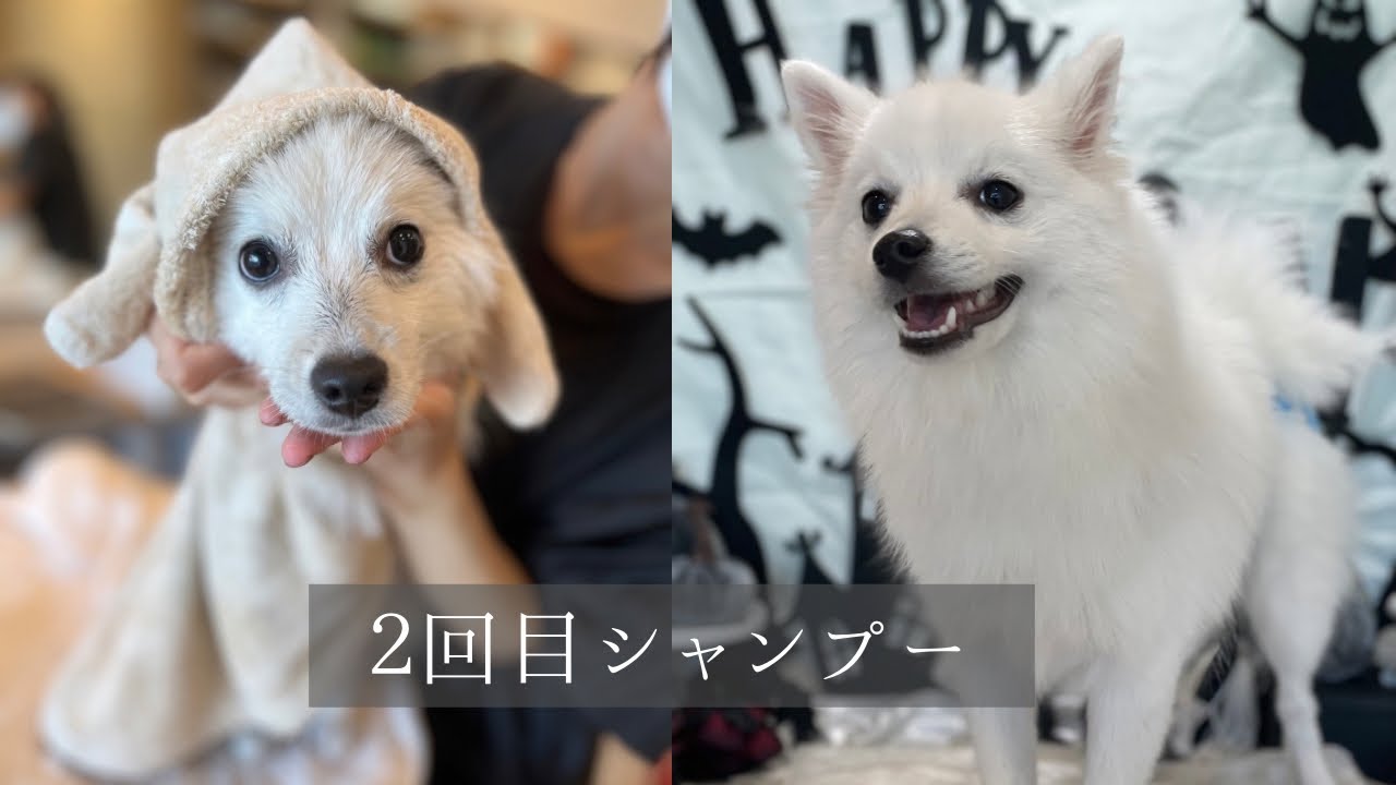 ２回目シャンプー帰宅後ホリホリが止まらなくなるレタラ