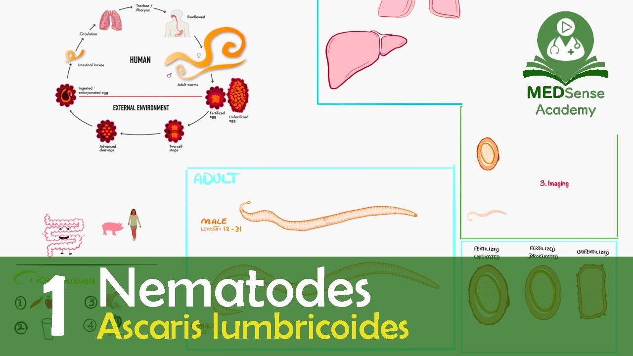 Ascaris lumbricoides
