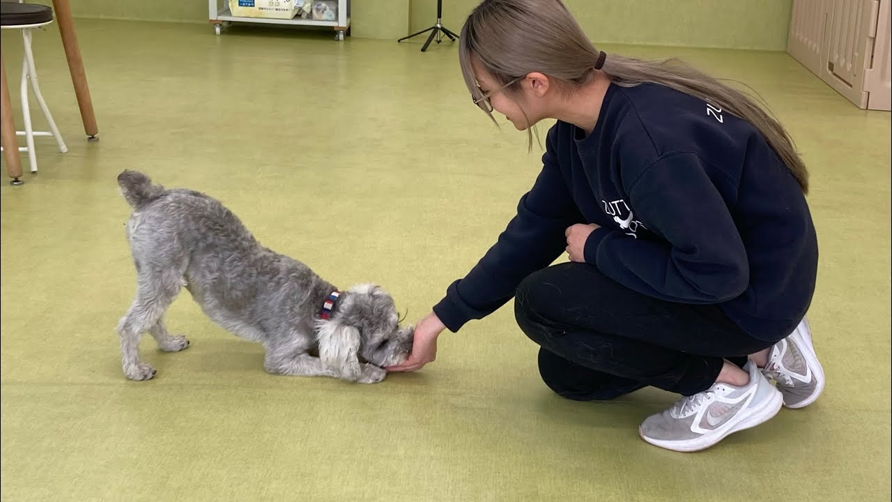2026.2.21うしおちゃん「スタッフとお散歩練習、センターで脳トレ、バウ少し手を離す」
