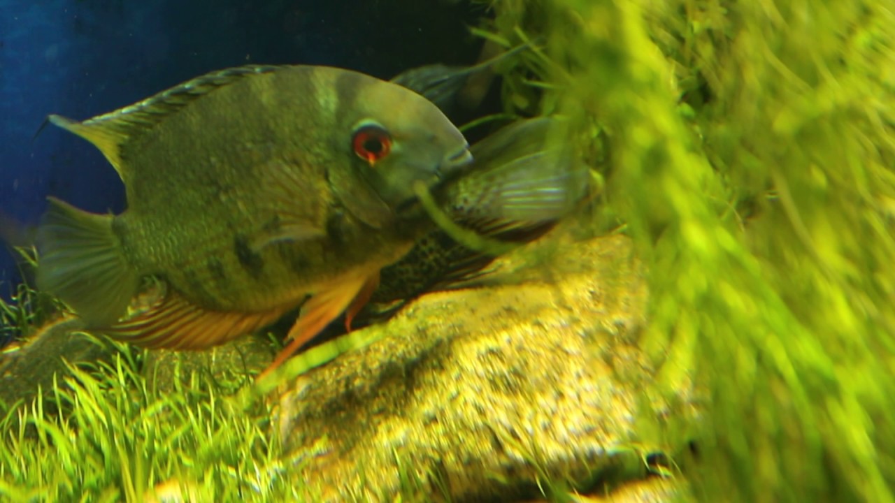 Spotted severum spawning, 2017 edition (Heros notatus)
