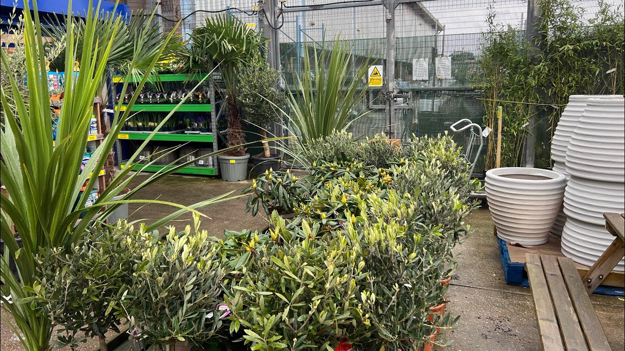 Palm Trees at B&M Bargains!