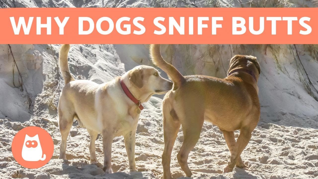 Why do Dogs Sniff Each Other's Butts?