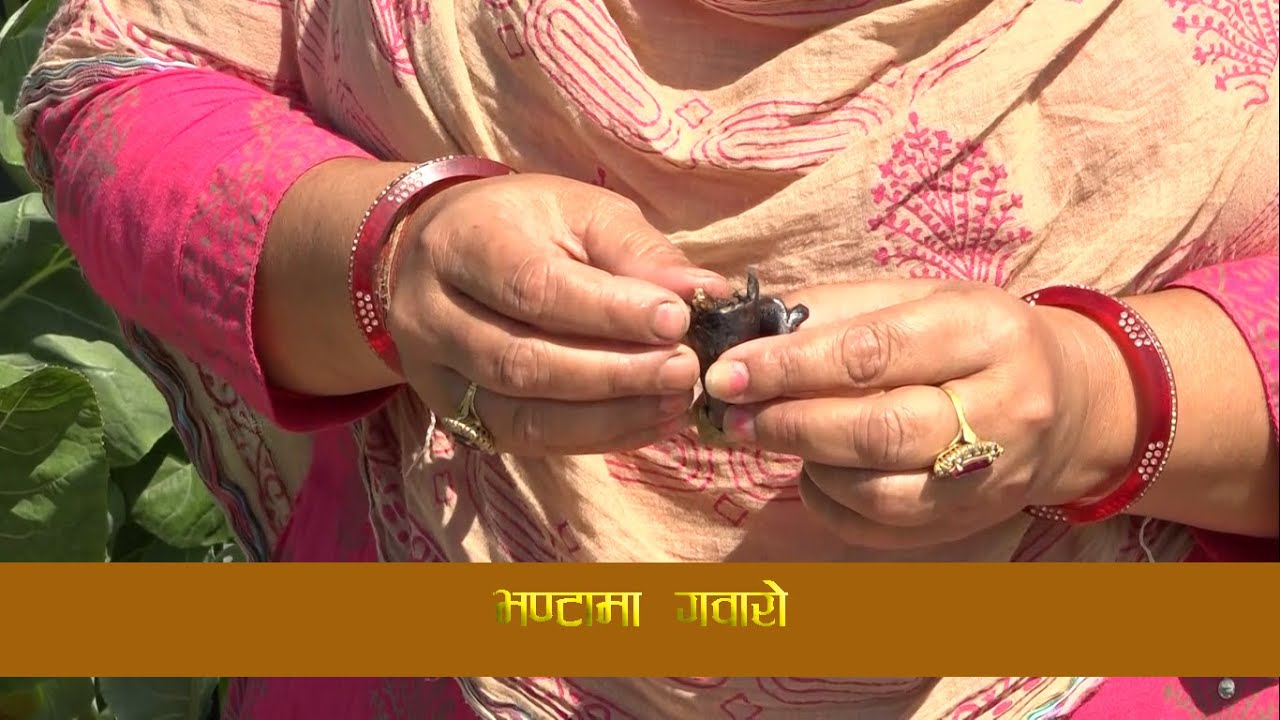KISHAN PRASHNAMANCH/कौशी खेती/ फड्के किराको प्रकोप/गोलभेडामा डडुवा रोग