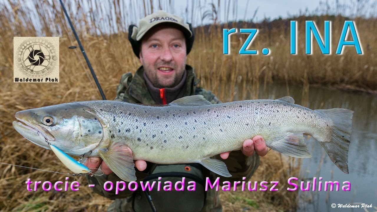 Górna Ina i trocie - opowieść o łowieniu troci Mariusza Sulimy