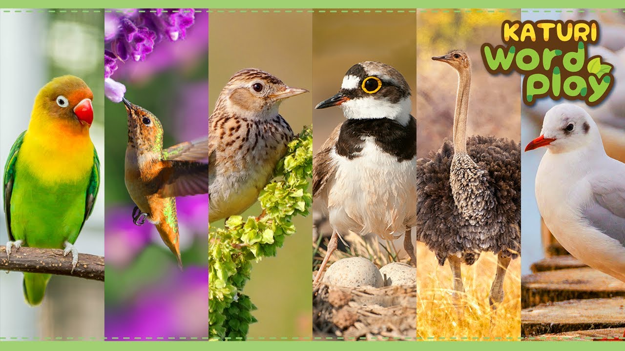 * The Bird * | Katuri Word Play | Learn Animals | Animals for kids to learn