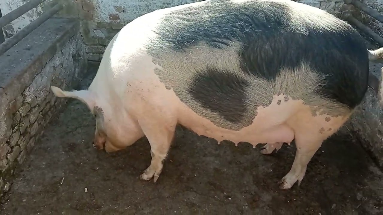 Krmača se prasi 12 puta za 5 godina - je li tačno?