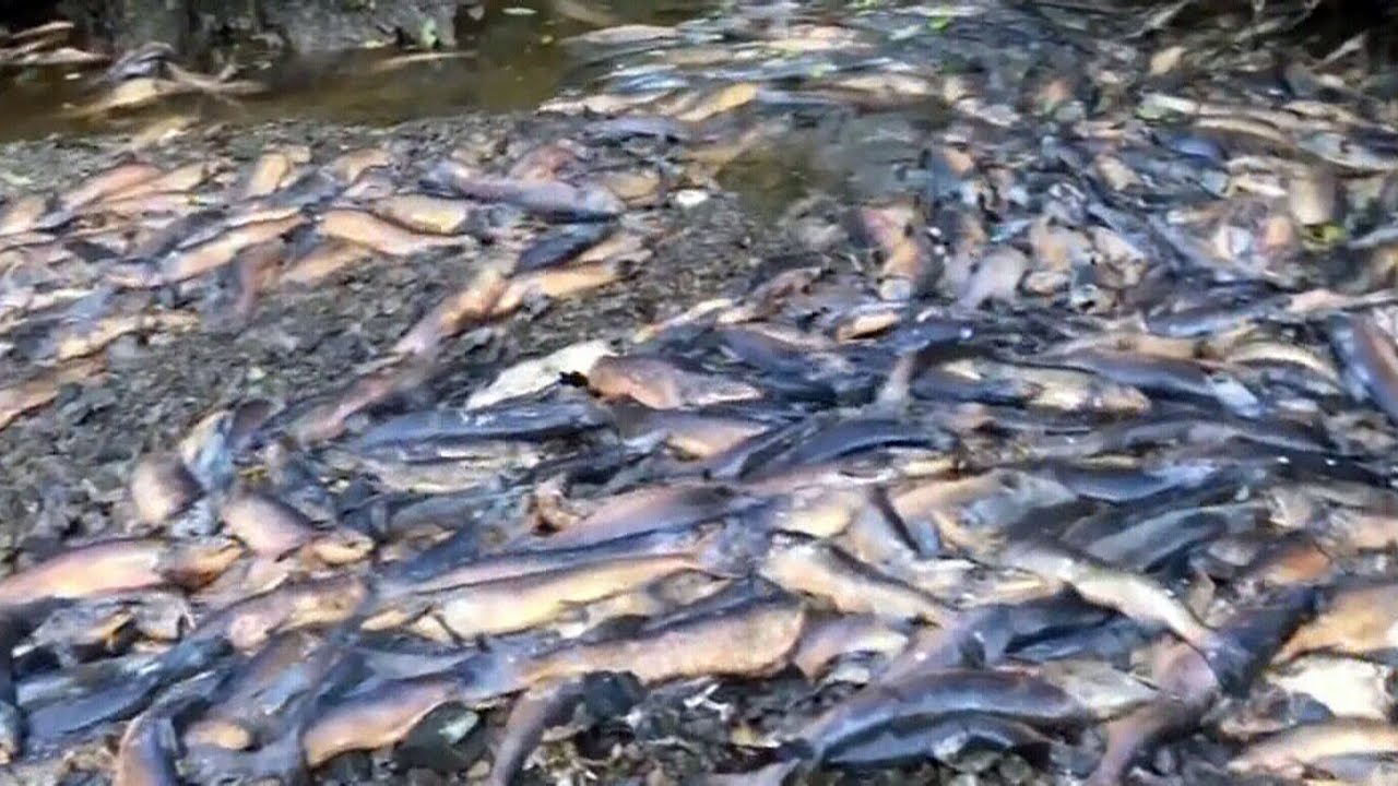 Drought leaves thousands of salmon dead in British Columbia