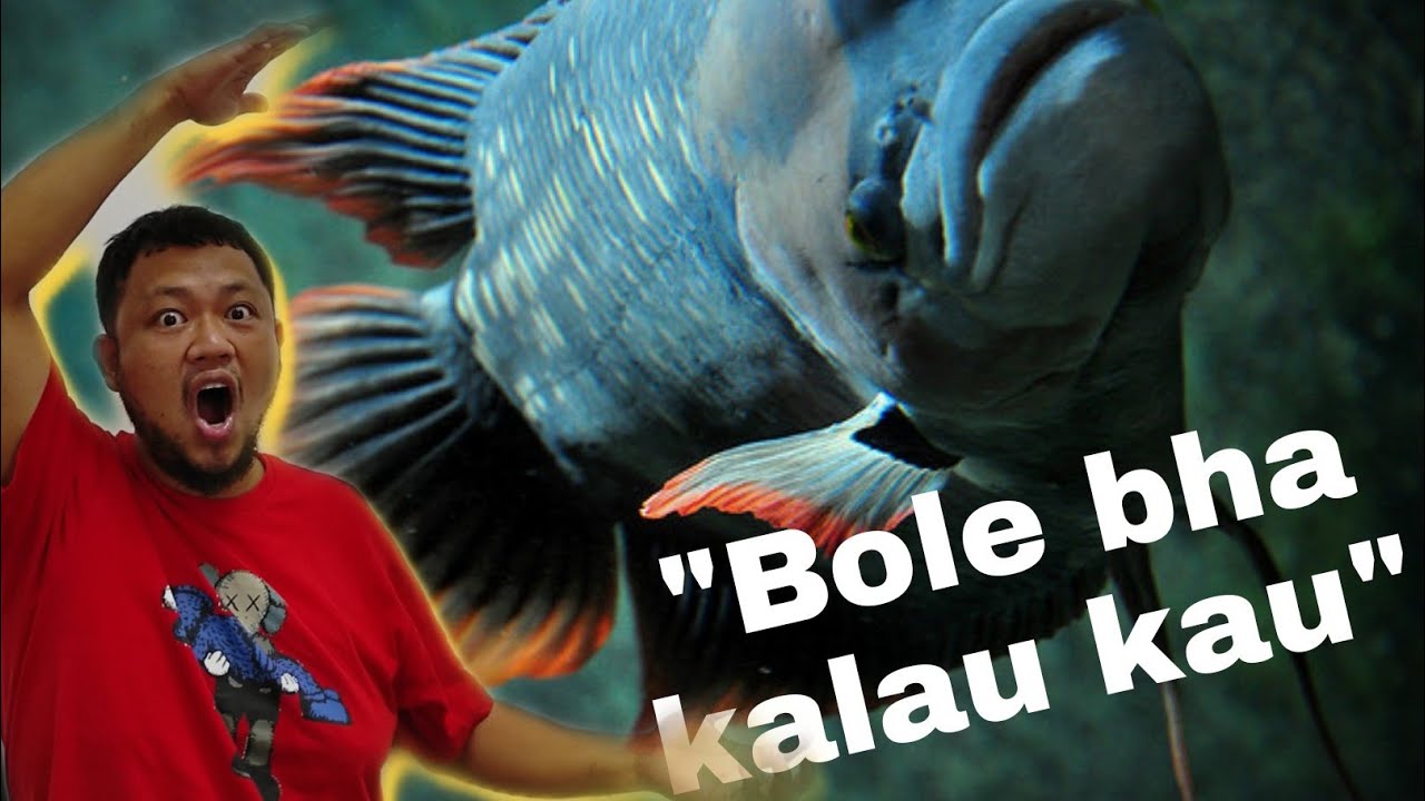 IKAN KALOI SABAH EKOR MERAH MALAYSIA COMMUNITY TANK| GIANT GOURAMI SABAH KALOI FISH UPDATES |