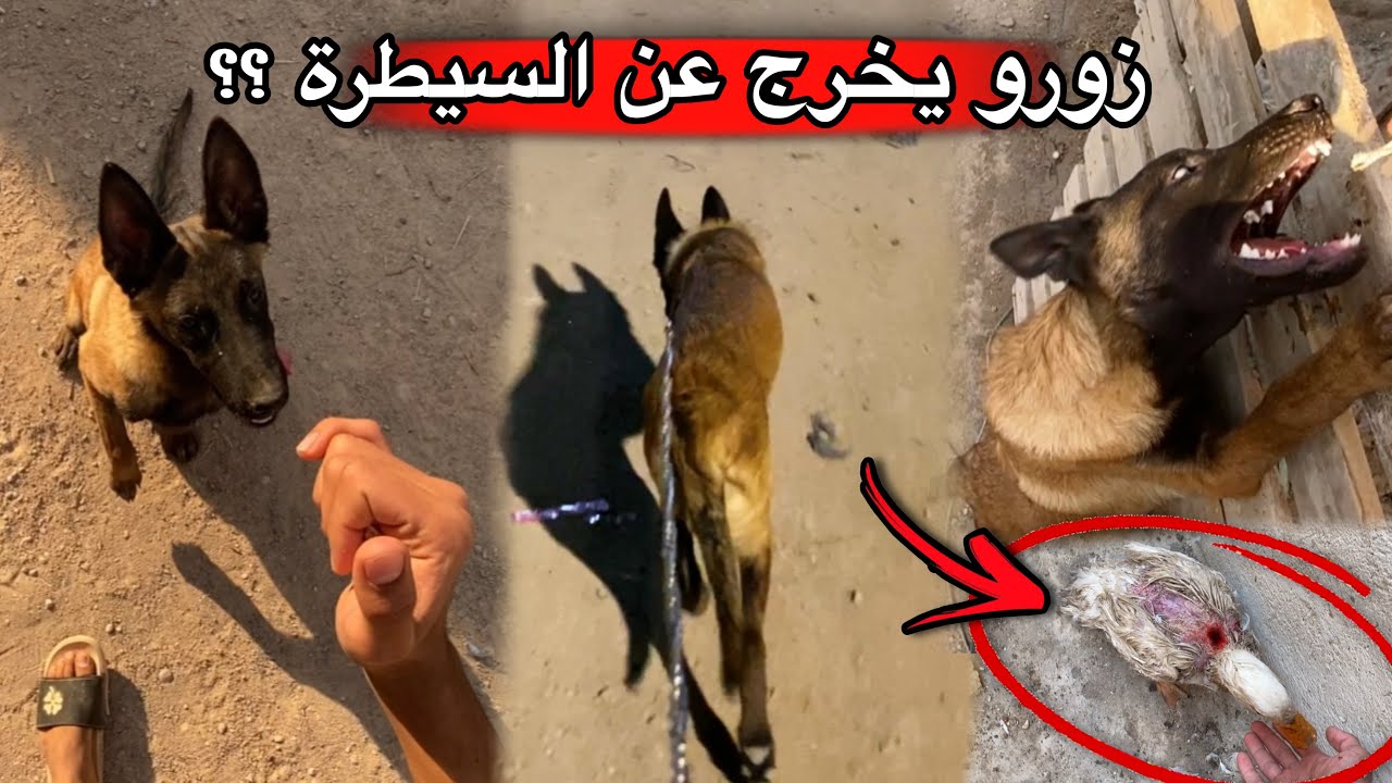 زورو هجم على حيواناتي بشراسه ؟؟ رجعت للتدريب 🔥🤯