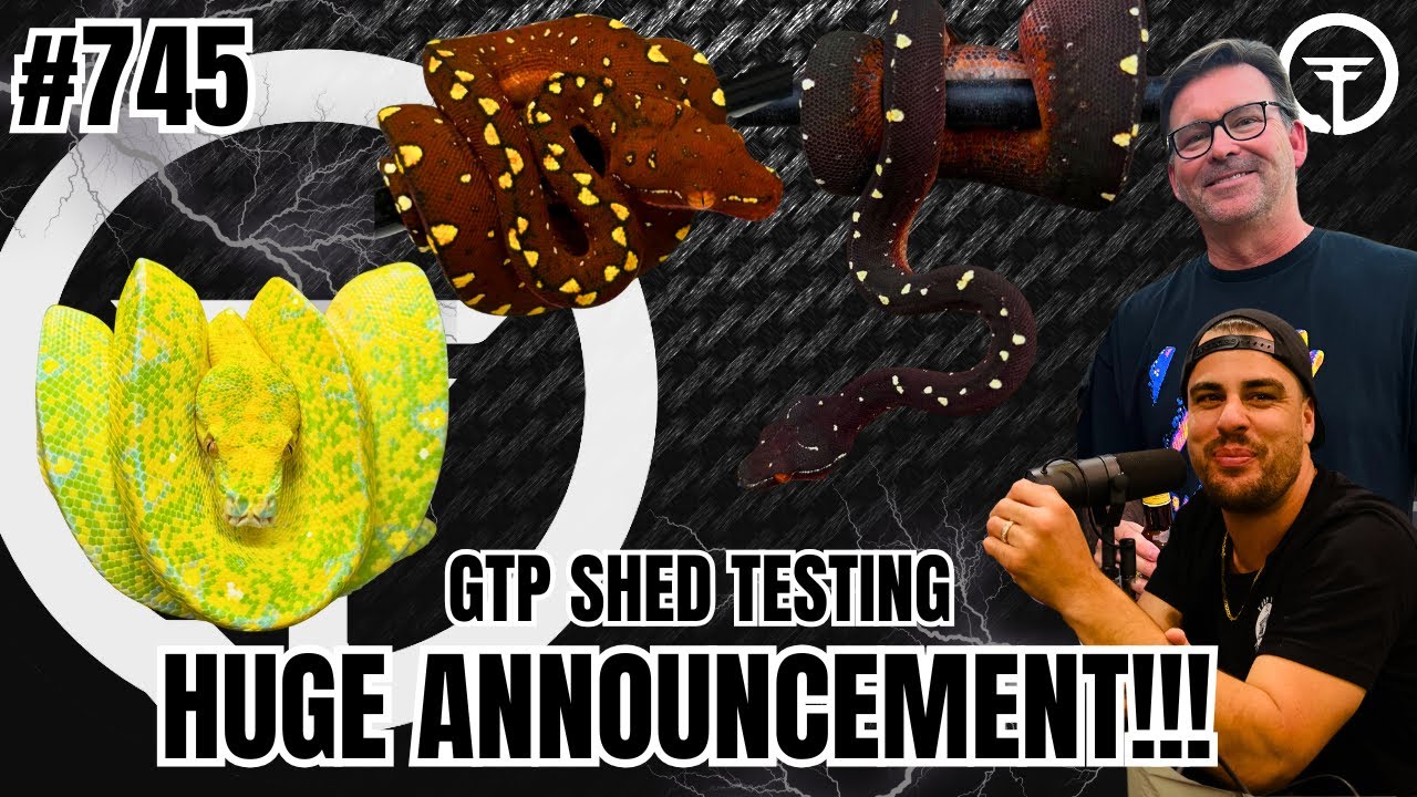 What Is Happening With Green Tree Python Sheds... HUGE ANNOUNCEMENT! | Trap Talk With MJ (Live)