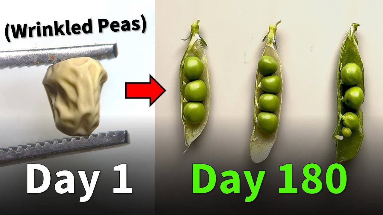 I Recreated the Legendary Pea Experiment
