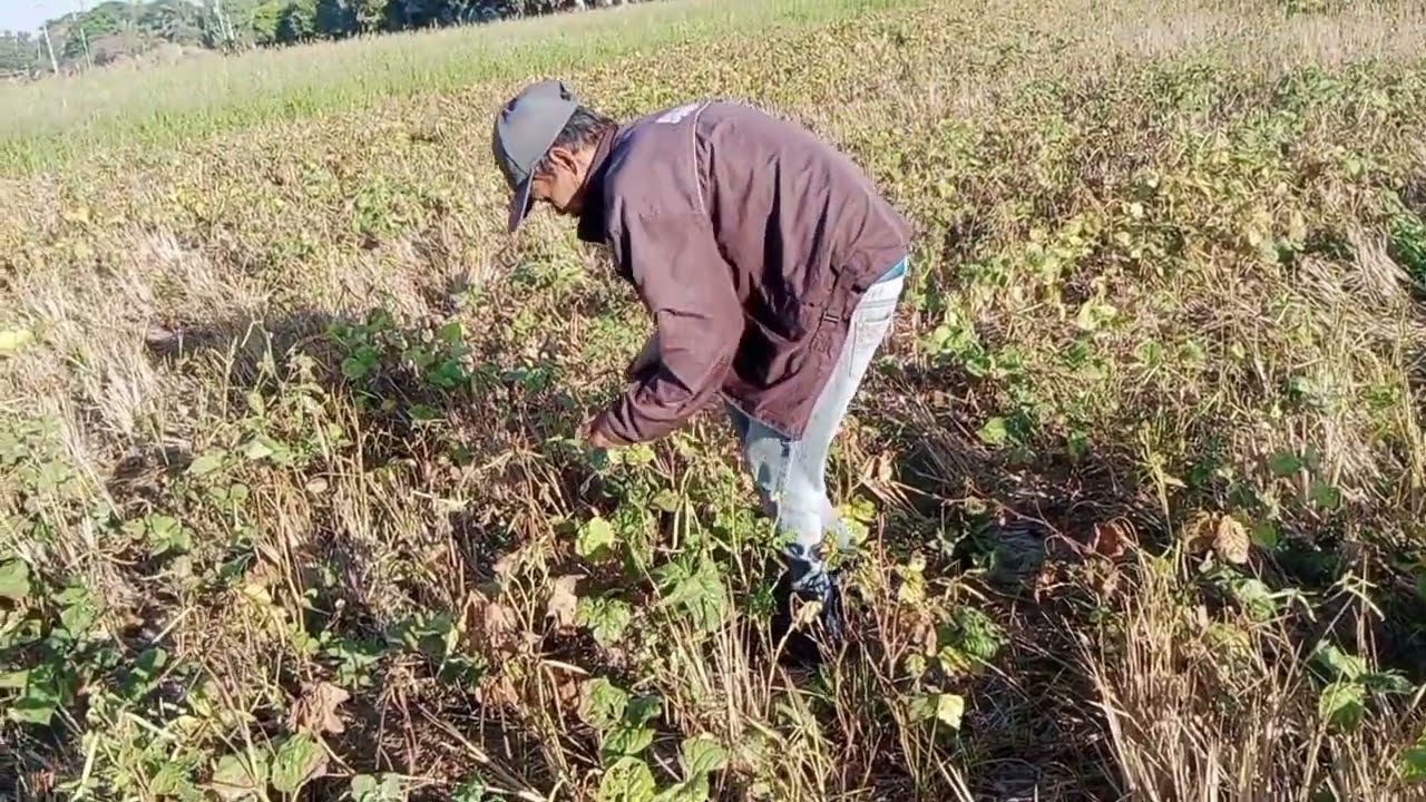PART3 HARVESTING AGAIN |MUNGBEANS|HARVESTING